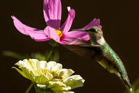 Birds at Our Birdfeeders