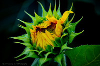 Kansas Sunflowers