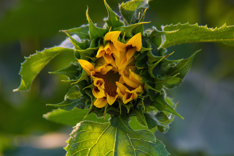 CnT Photography | Kansas Sunflowers