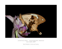 Butterfly Collection